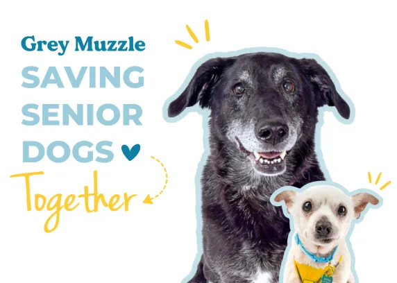 Silver muzzle senior dog rescue cheap